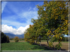 foto Paesaggi Autunnali tra le colline Fontesi